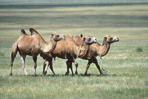 Bactrian camels