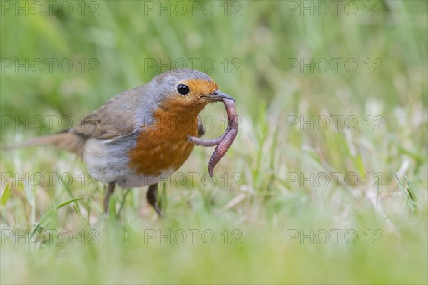 European robin