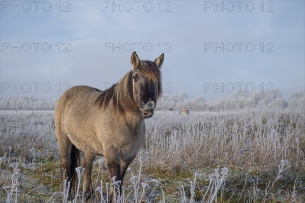 Konik