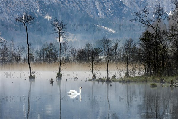 Mute swan