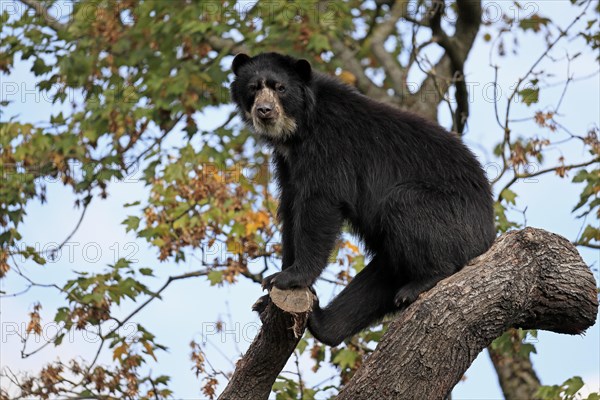 Spectacled bear