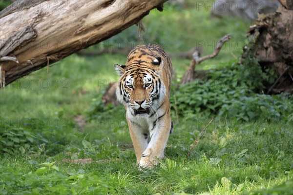 Siberian tiger