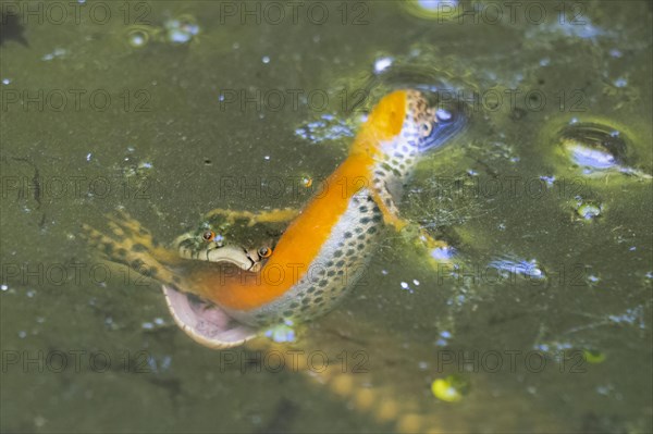 Grass snake