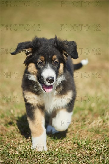 Mixed-bread dog