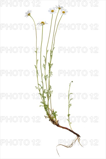 Tanacetum cinerariifolium