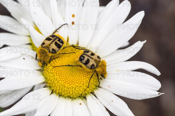 Two banded brush beetles