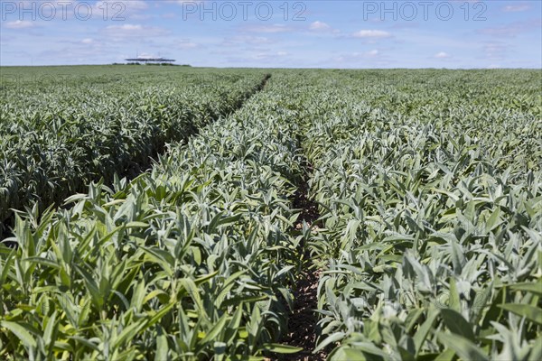 Field with sage