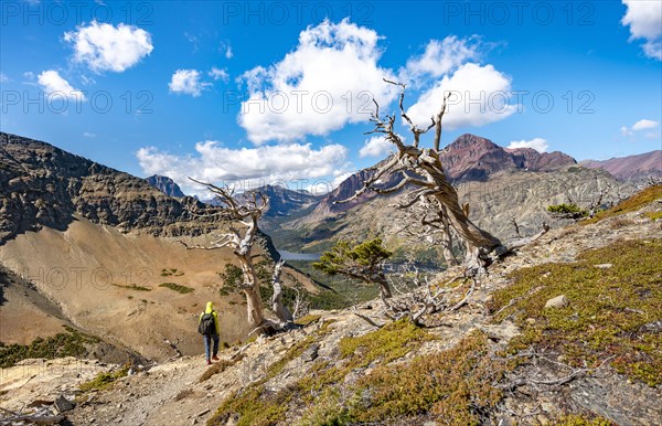 Hiker between dead trees