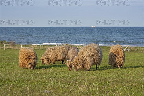 Norwegian sheep on the dike