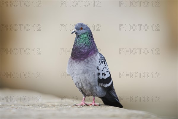 Feral pigeons