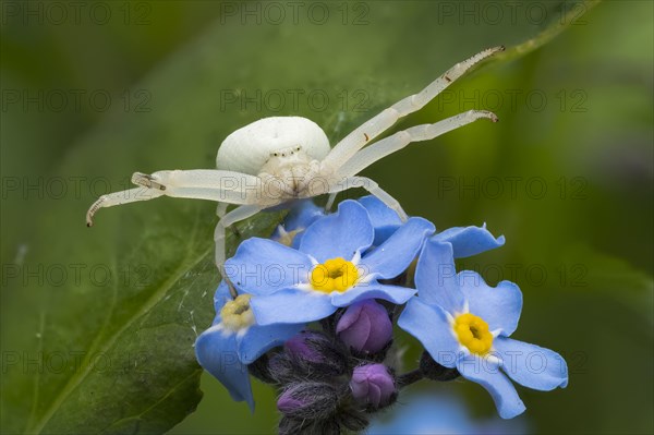 Goldenrod crab spider