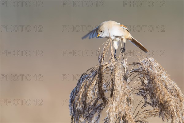 Bearded reedling