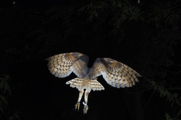Common barn owl