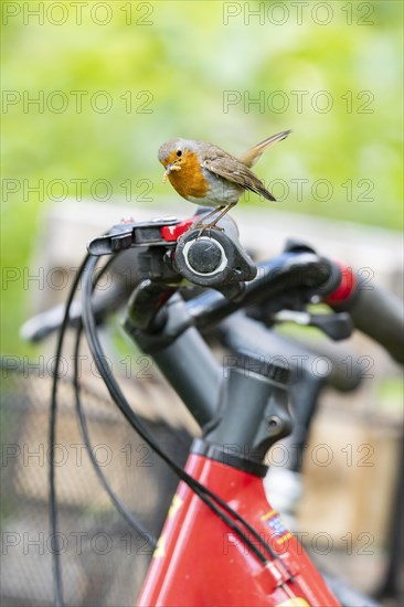 European robin