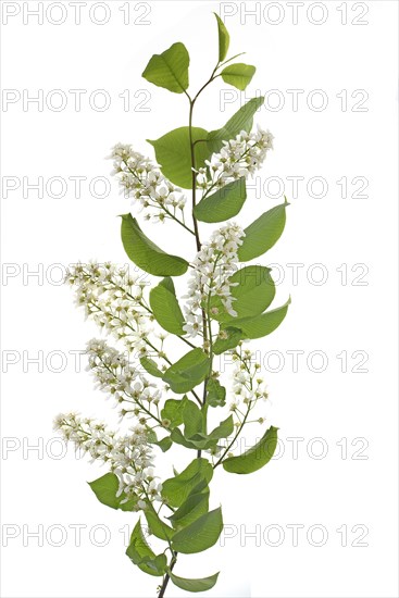 European Bird Cherry