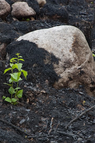 Burnt forest floor with young tree after artificially set forest fire as a nature conservation measure