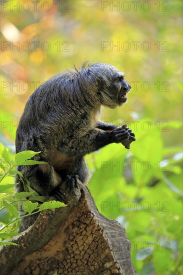 White-faced saki