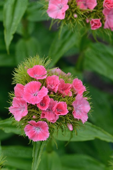 Flowering bearded carnation