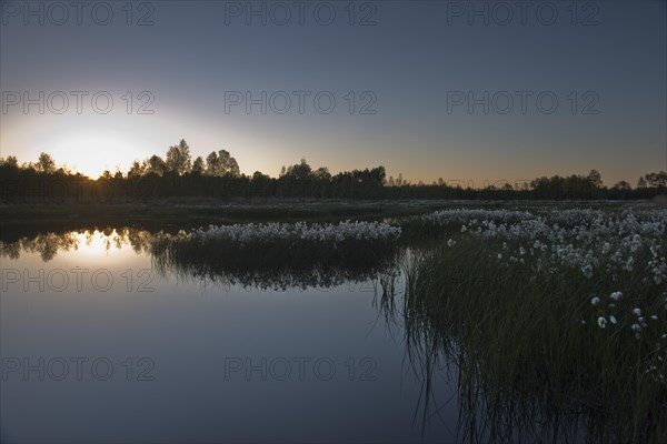 Cotton grass