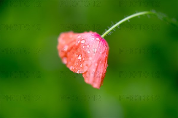 Poppy flower