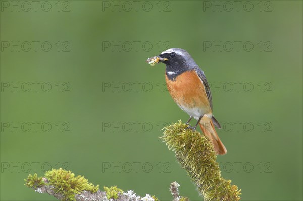 Common redstart