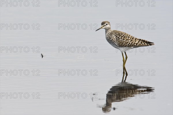 Wood Sandpiper