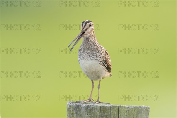 Common Snipe