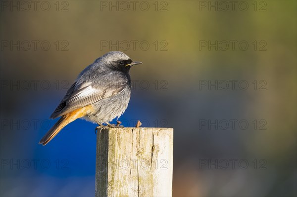 Black redstart