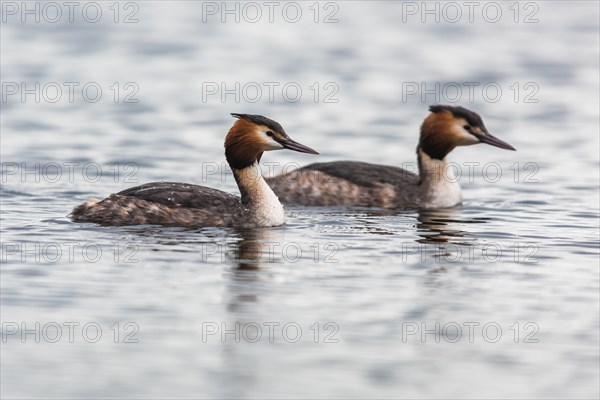Pair of Great crested grebe
