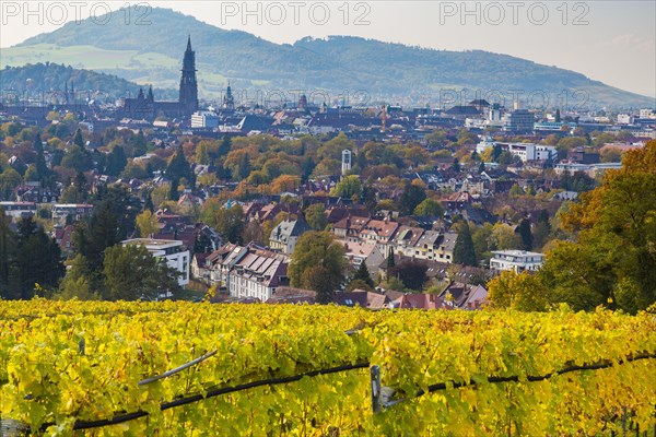 Freiburg Cathedral in autumn with vineyard