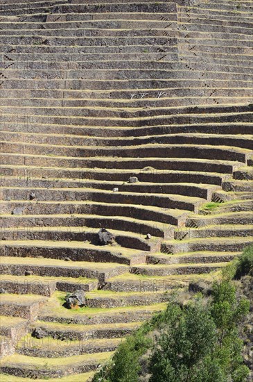 Walled terraces in the Inca ruins