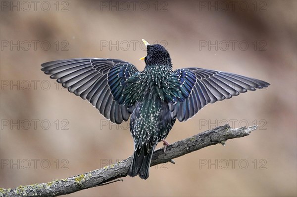 Starling