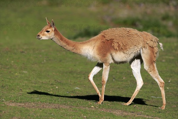 Vicuna