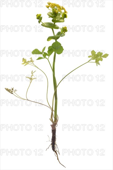 Stem-enclosing yellow umbel