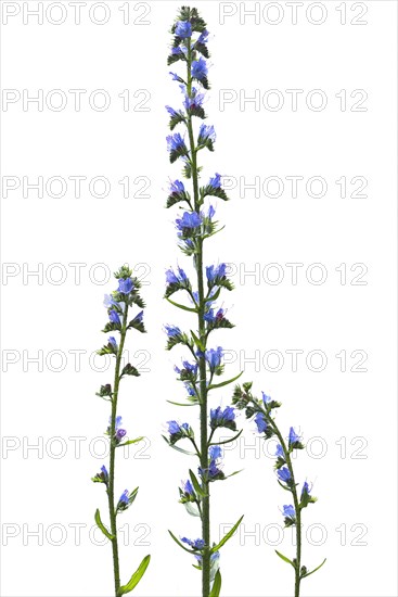 Viper's bugloss