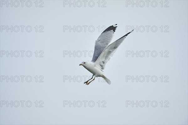 Common gull