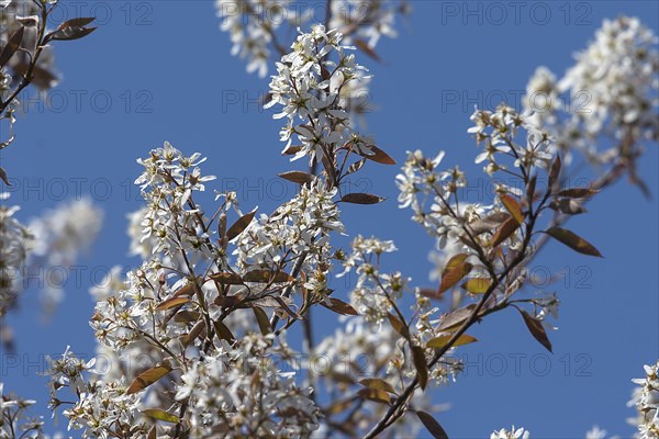 Flowering branches of a weeping pear