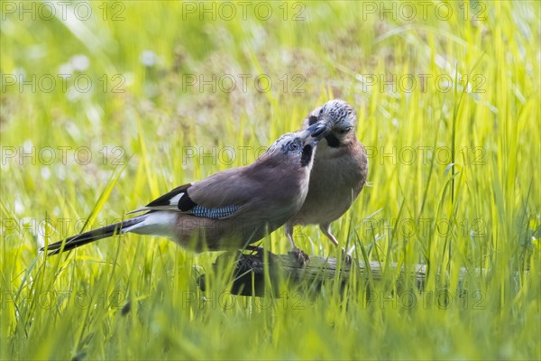 Eurasian jay