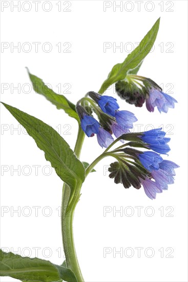 Comfrey flowers