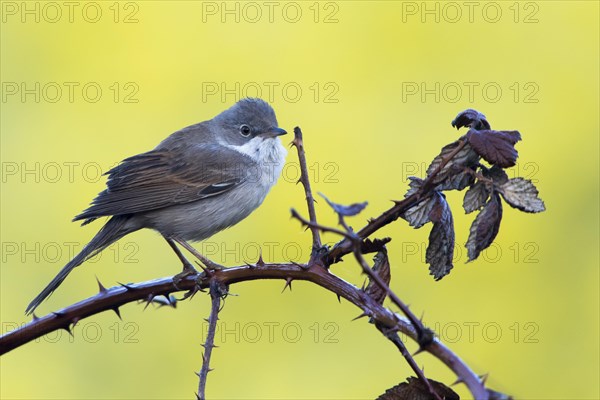 Common whitethroat