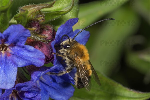 Long-horned bee