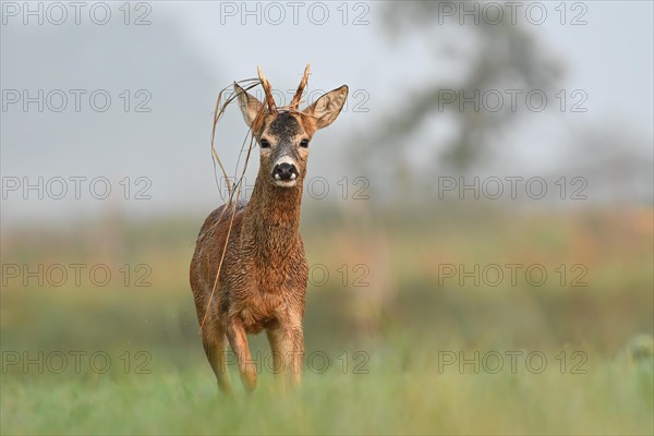 European roe deer