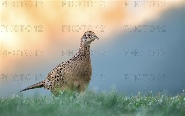 Pheasant