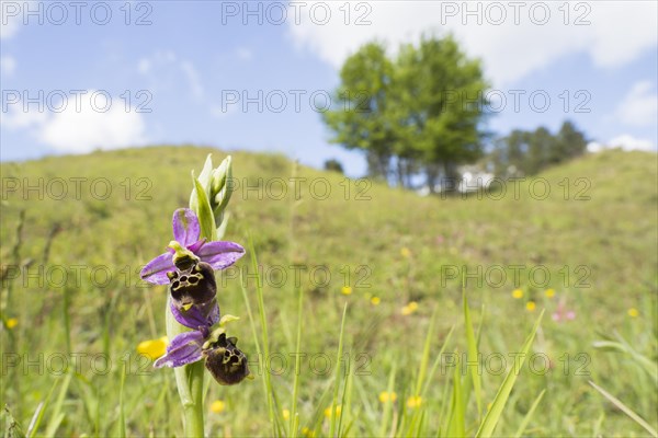 Late spider-orchid