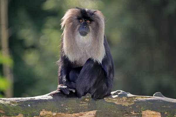 Lion-tailed macaque