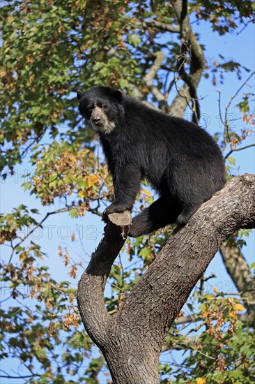 Spectacled bear