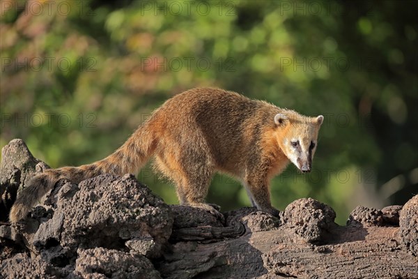 South American coati