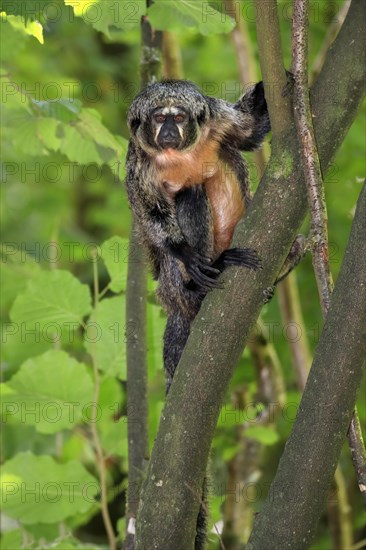 White-faced saki