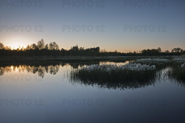 Cotton grass