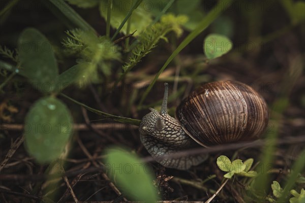 Edible snail crawling in the litter